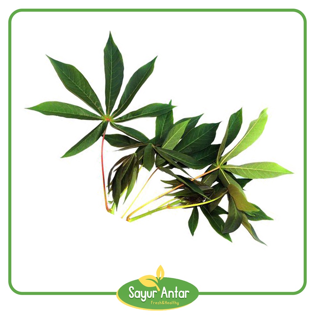 

Daun Singkong 1 Ikat | Sayur.Antar | Free Ongkir Bandung Cimahi