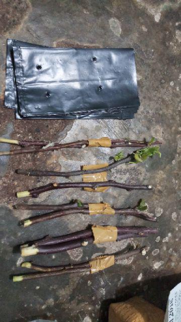 Bougenvile Pink/bambino Baby Alison./ Bogenvil. Bougenville