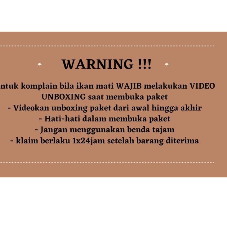 Paling Disukai.. YELLOW SENTARUM 18-20cm