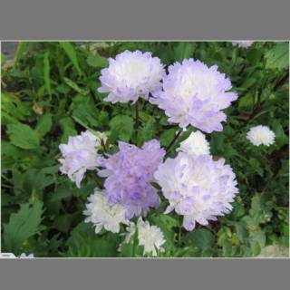 Biji Benih Bunga Aster Duchess Blue Ice Shopee Indonesia Biji Benih Bunga Aster Duchess Blue Ice Shopee Indonesia