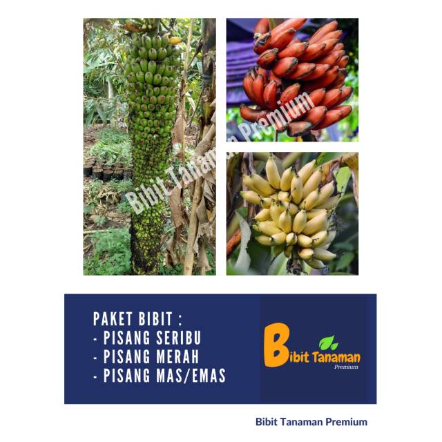 PAKET BIBIT PISANG SERIBU, PISANG MERAH DAN PISANG MAS/EMAS (BIBIT TANAMAN PREMIUM)