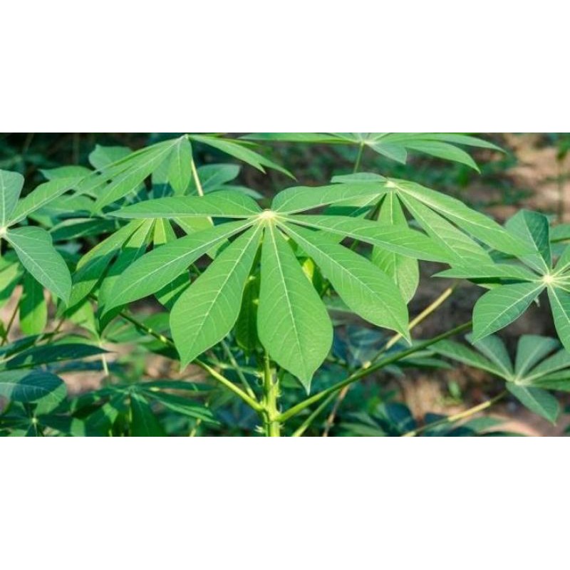 bibit singkong ubi kayu