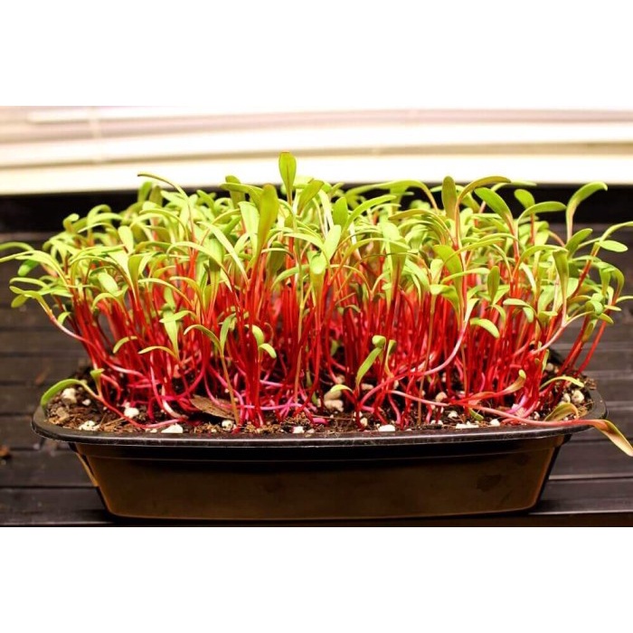 Benih-Bibit Swiss Chard Microgreens Ruby Red (Haira Seed)