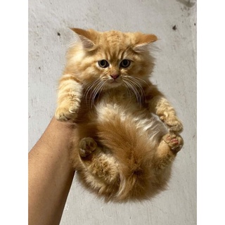 Jual Kucing Persia anggora khusus oren/hitam | Shopee Indonesia