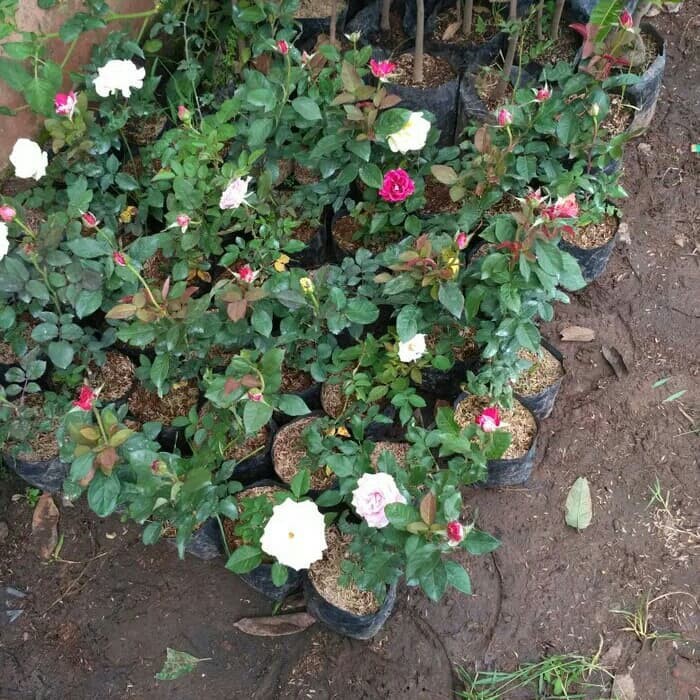 Jual Paket 3 bibit tanaman hidup bunga mawar jepang  