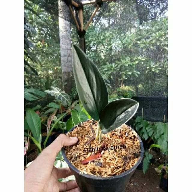 Tanaman hias Scindapsus dark treubii - scindapsus dark treubii