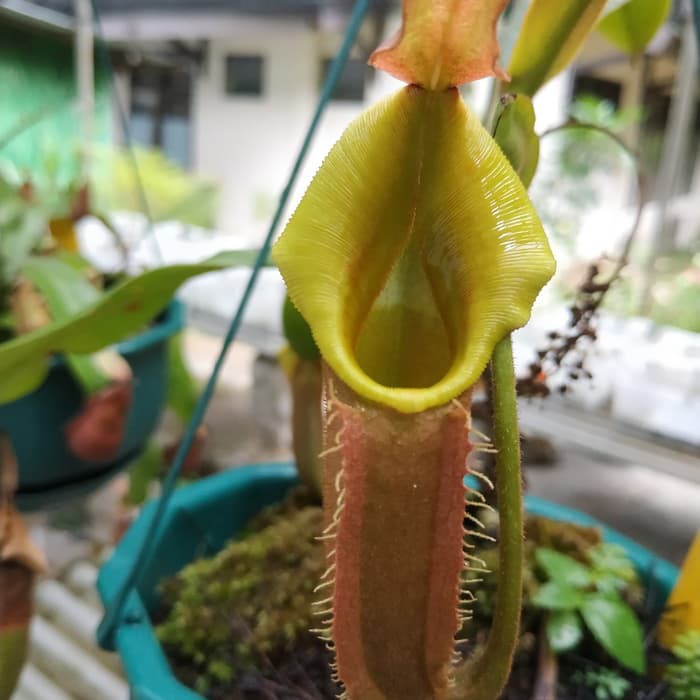 Tanaman Karnivora Nepenthes Veitchii Lowland