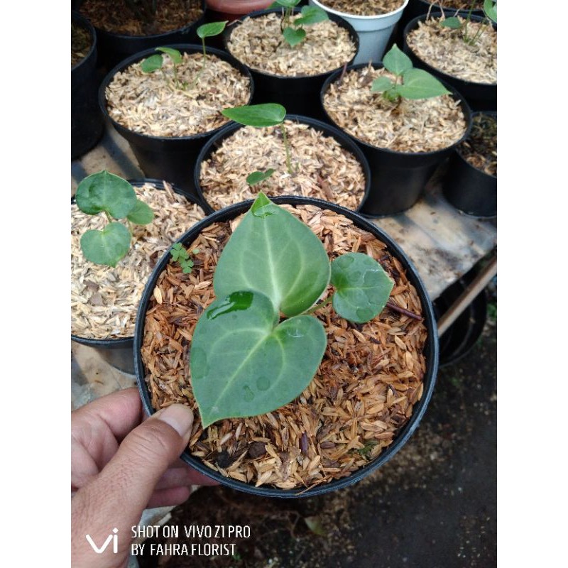 Baby kuping gajah tarantula / clarynervium