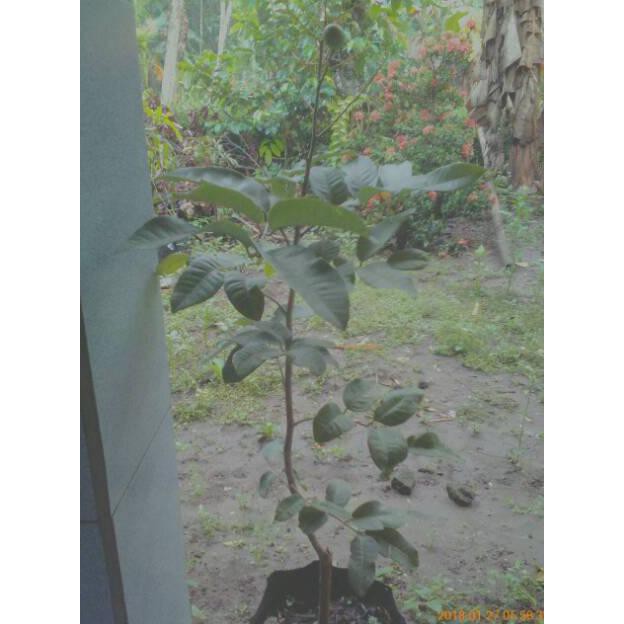 Sp” Bibit Kelengkeng Matalada ! Kondisi Sedang Berbuah ! Bibit Kelengkeng Mata Lada ! Bibit