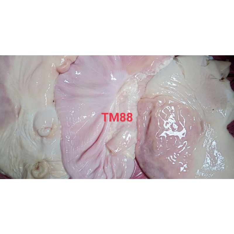 

PERUT BABI/LAMBUNG BABI/TITO/CUTU BERSIH