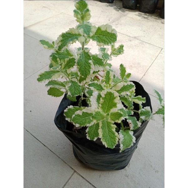 tanaman Pineapple Mint / Mint Nanas
