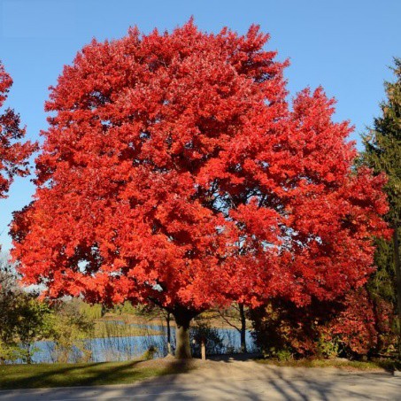 Benih Bibit Biji - American Red Maple / Canadian Maple Tree (Acer rubrum) Seeds - IMPORT