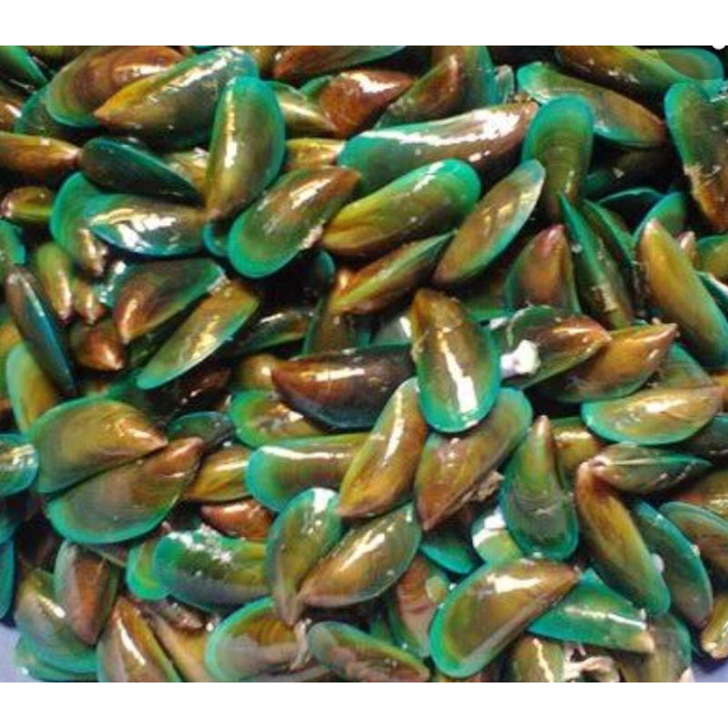 

kerang ijo perkilogram