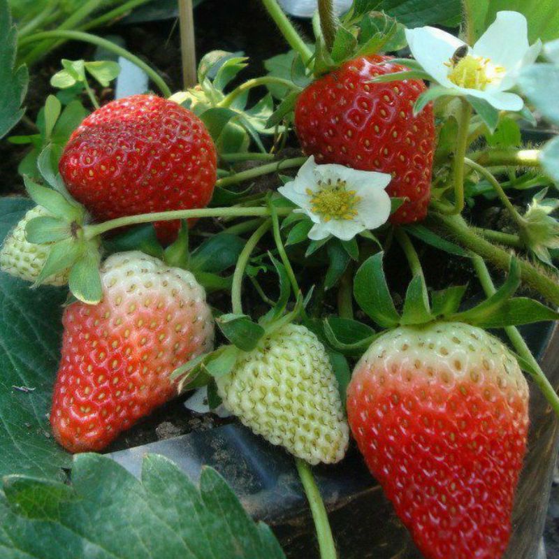 Bibit Buah Strawberry Berbuah