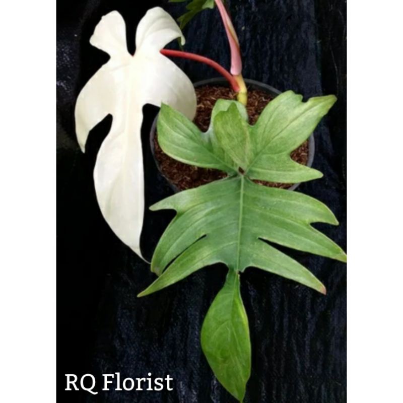 Tanaman Philodendron Florida Ghost / Philo Merpati