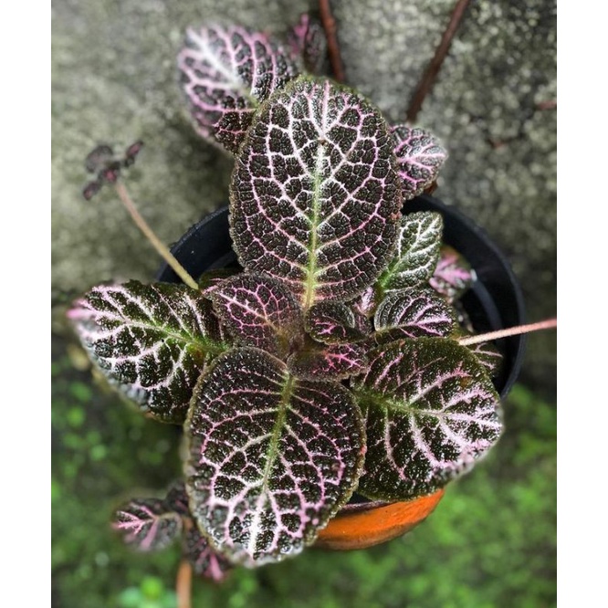 Tanaman Hias episcia Cupreata ungu