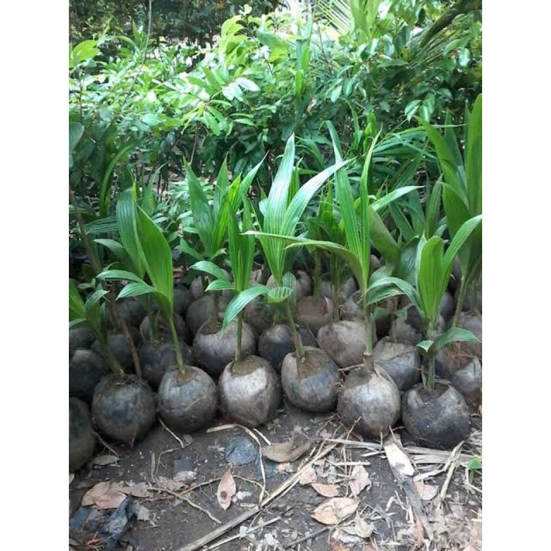 Bibit tanaman kelapa entog super genjah - buah super jumbo