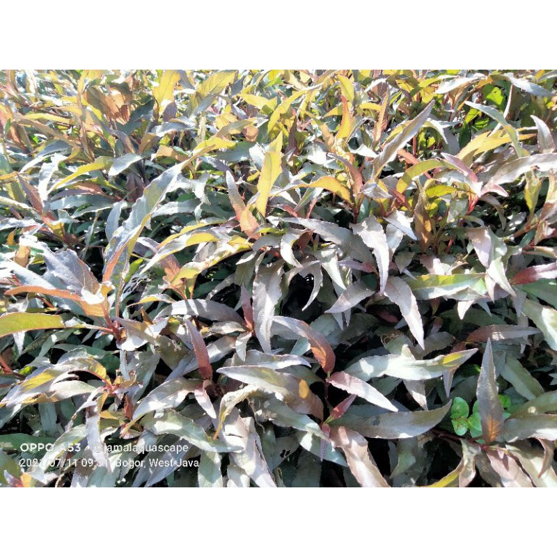 hidrofilla herimbosa Jambuan lancip  Isi 10 Batang Tanaman Air Akuarium/Aquascape