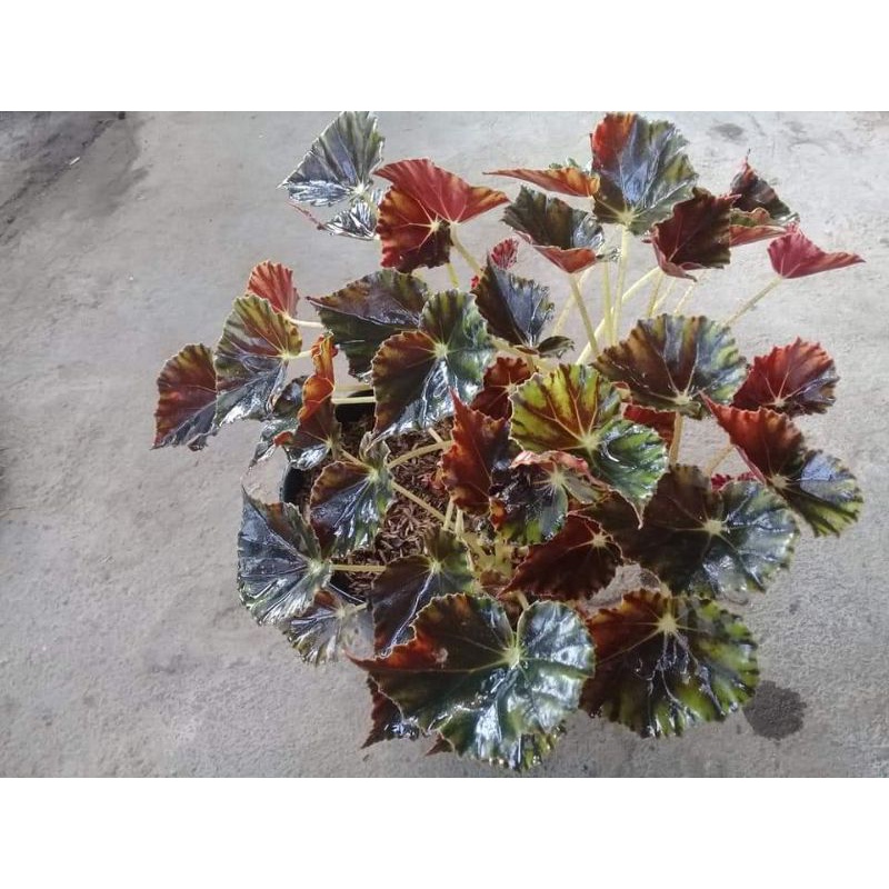 begonia tiger