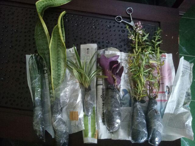 Tanaman Hias Sansevieria - Cylindrica - Sansevera - Sansivera - Sensivera