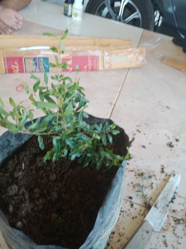 Bibit Tanaman Delima Mini Merah Hasil Cangkok Cepat Berbuah