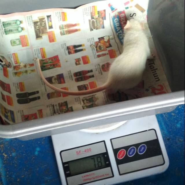 Tikus putih rat medium kecil