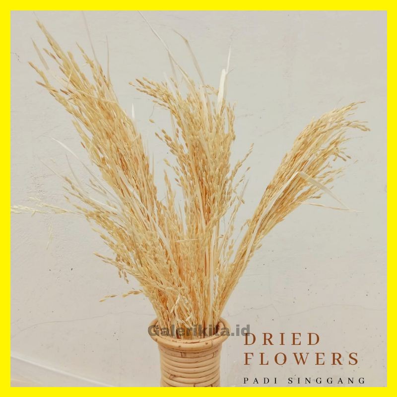 Padi Kering / Padi Padian / Dried Flowers / Bunga Kering / Bunga Rustik / Padi Rustik