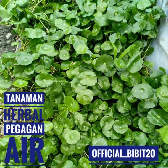 Pegagan Air || Tanaman Herbal Pegagan Air