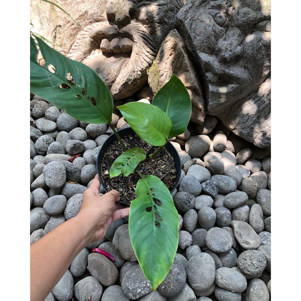 Tanaman hias duda bolong/tanaman cantik