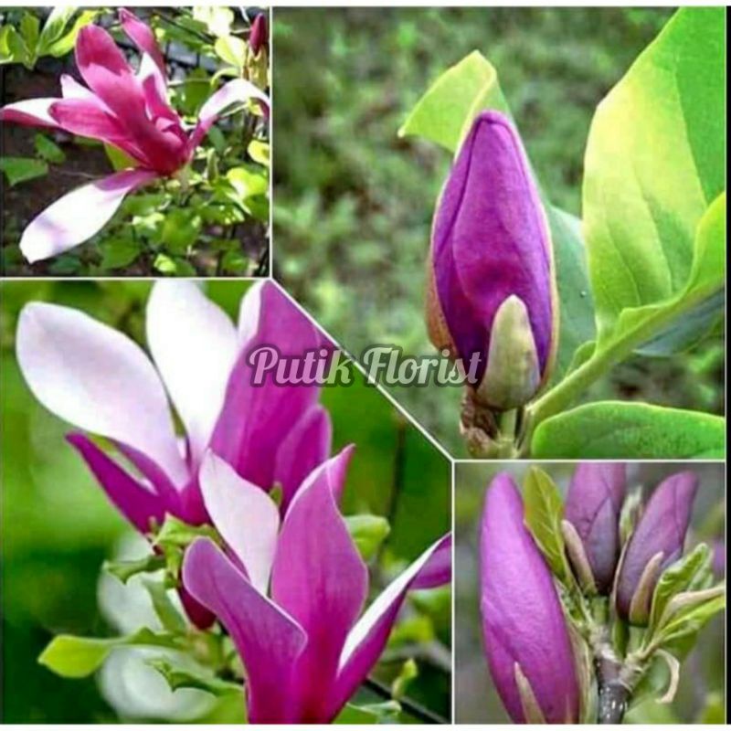 Kantil Ungu - Tanaman Bunga Kantil Ungu - Kembang Kantil - Cempaka Kantil Ungu