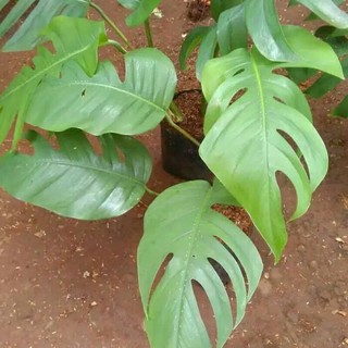 Tanaman hias Monstera Epipremnum pinatum Ekor naga Tanaman hias Monstera Epipremnum pinatum Ekor naga