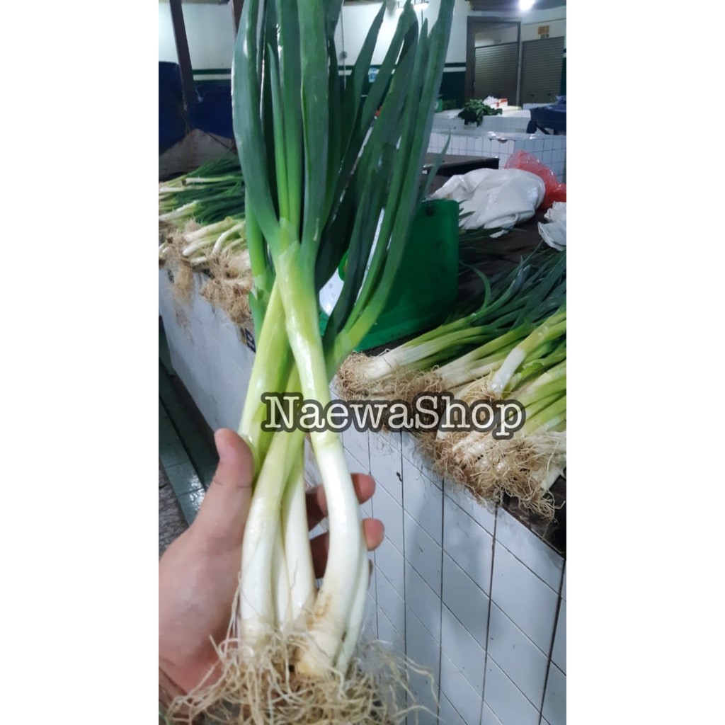 

DAUN BAWANG / LEEK / PREI BESAR 250gram