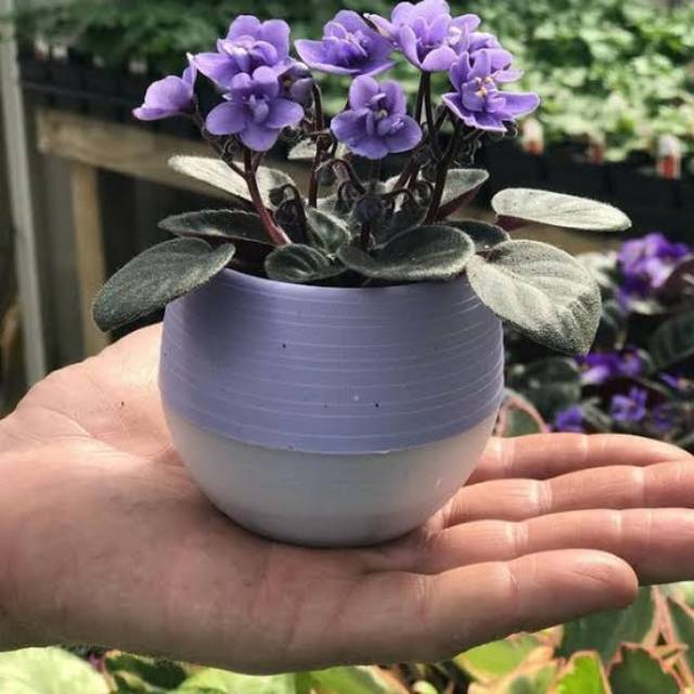 Bunga Violces Biru - Tanaman Hias Bunga Violces