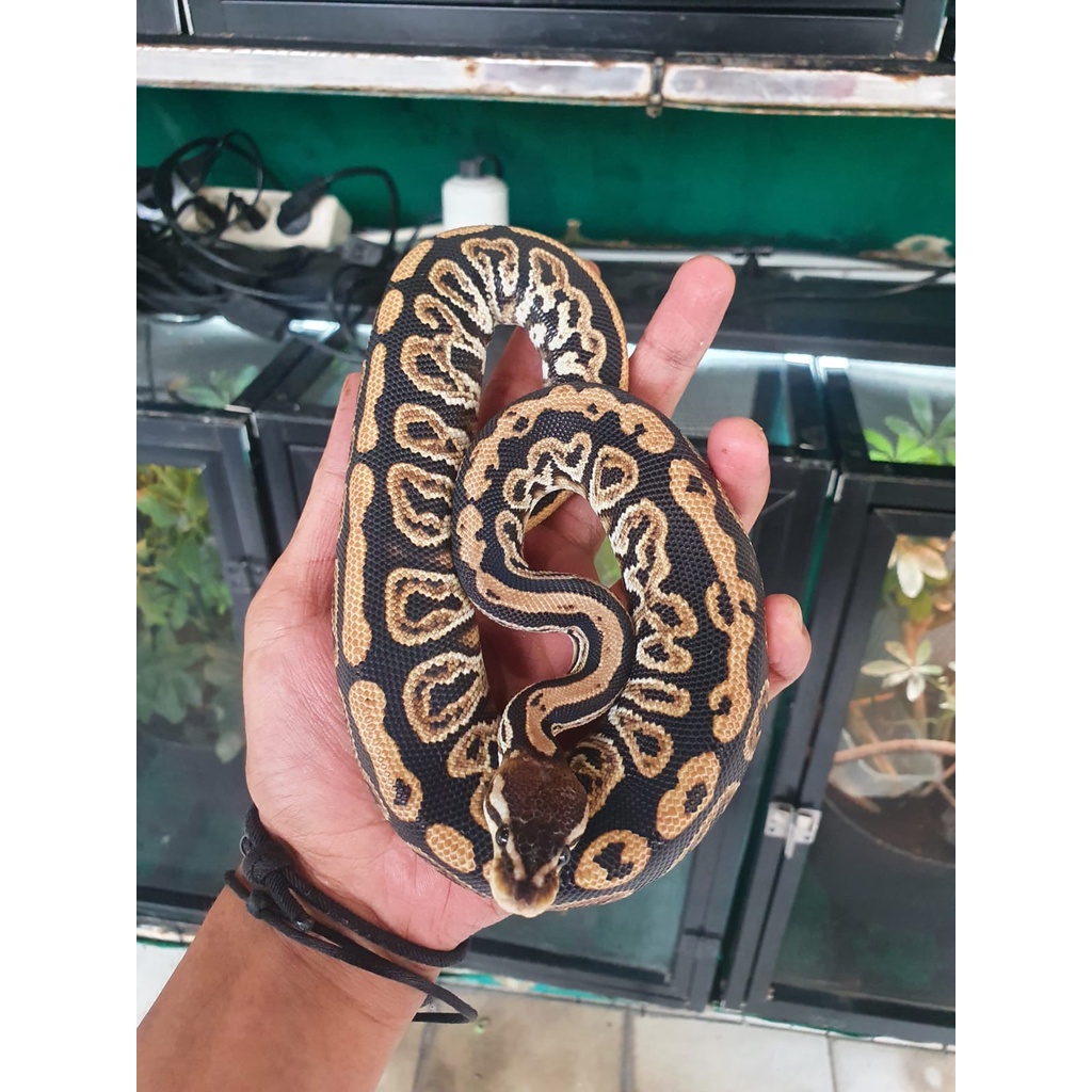 Black Pastel Cypress Ballpython Ball Python