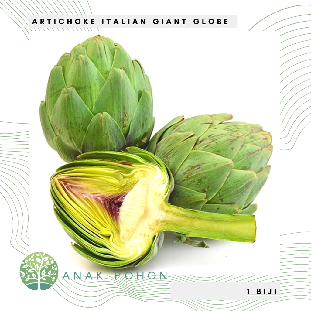 Benih Bibit Biji - Artichoke Italian Green Globe (Cynara scolymus) Seeds - IMPORT