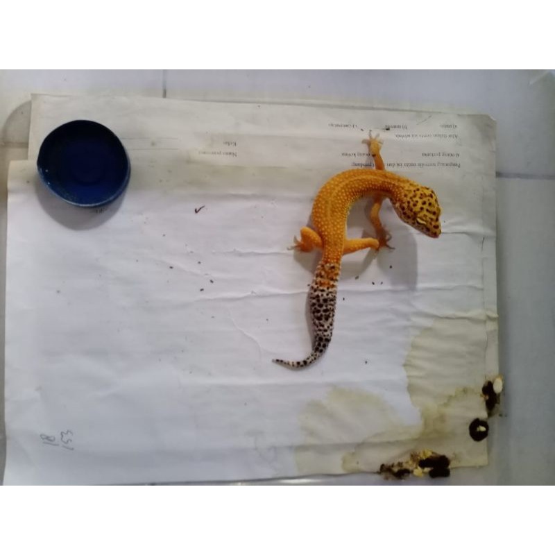 Leopard Gecko Tangerine Het Raptor Female (OVUL)