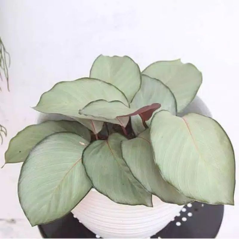 Calathea Silver plate-calathea silver-tanaman hias calathea