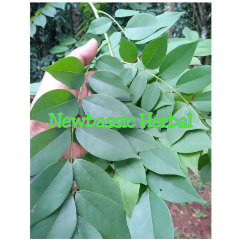 

daun gamal alami herbal 500g