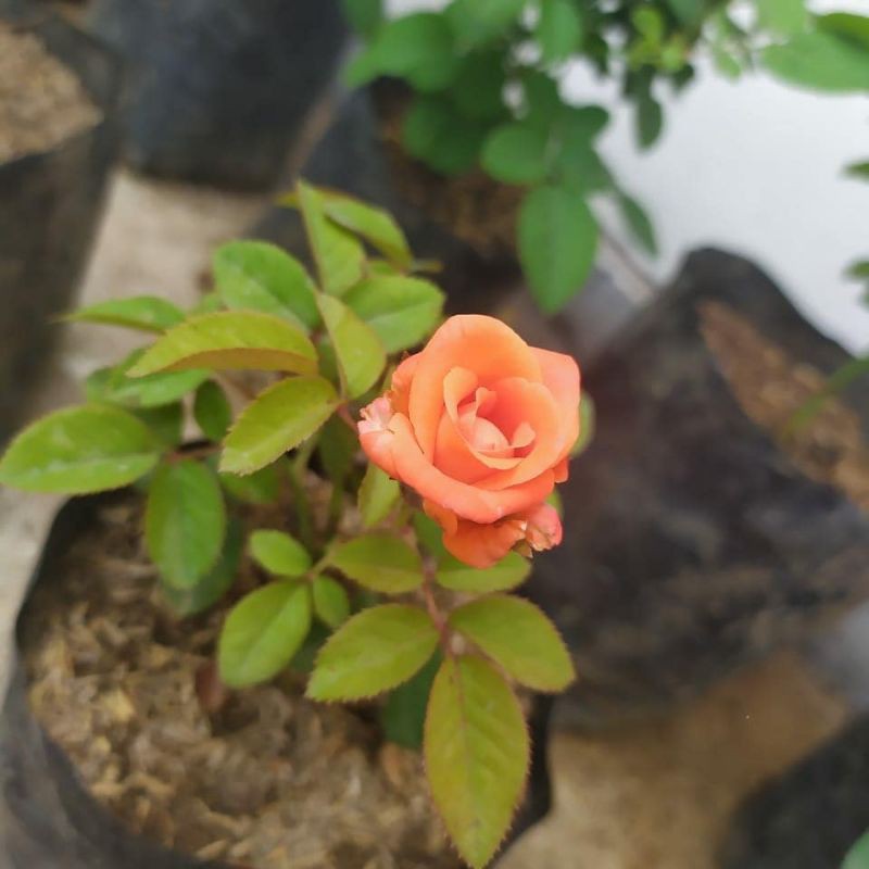 BUNGA ROSE MAWAR SUPER GRADE (WARNA ORANGE) | TERMURAH