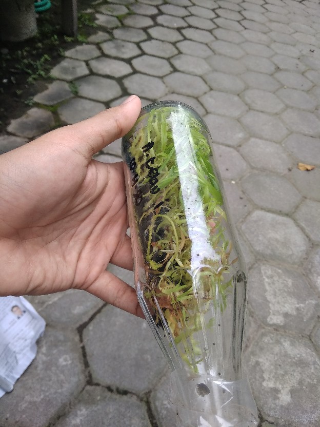 Tanaman Anggrek Botol Tebu Isi 30