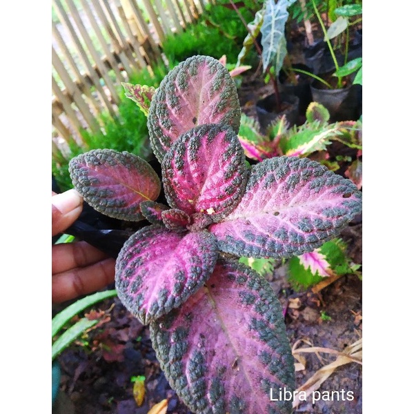 TANAMAN HIAS EPISCIA GANTUNG