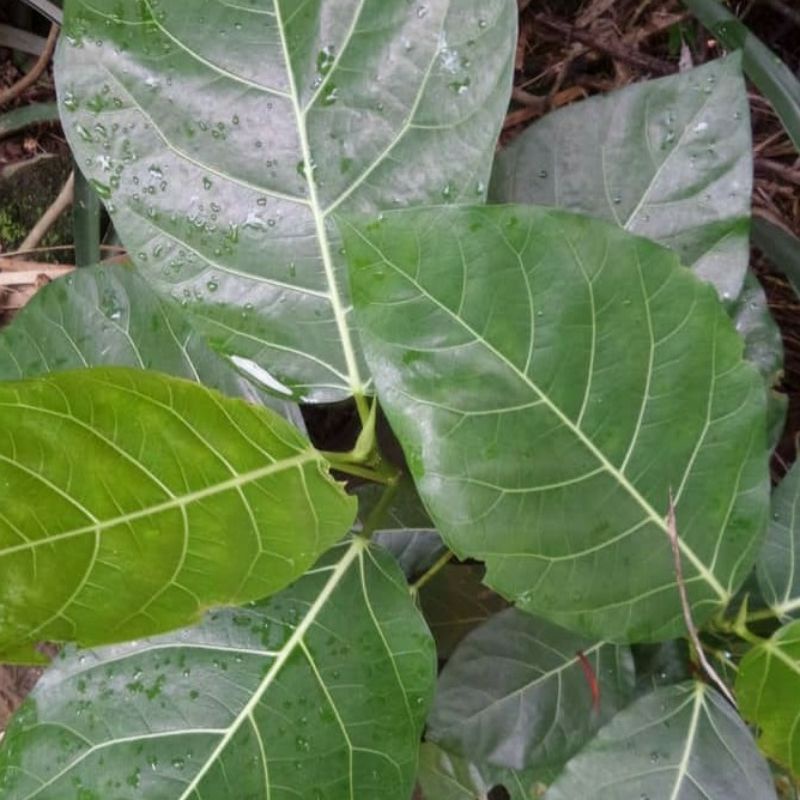 

Daun herbal Awar Awar segar harga per lembar daun fresh