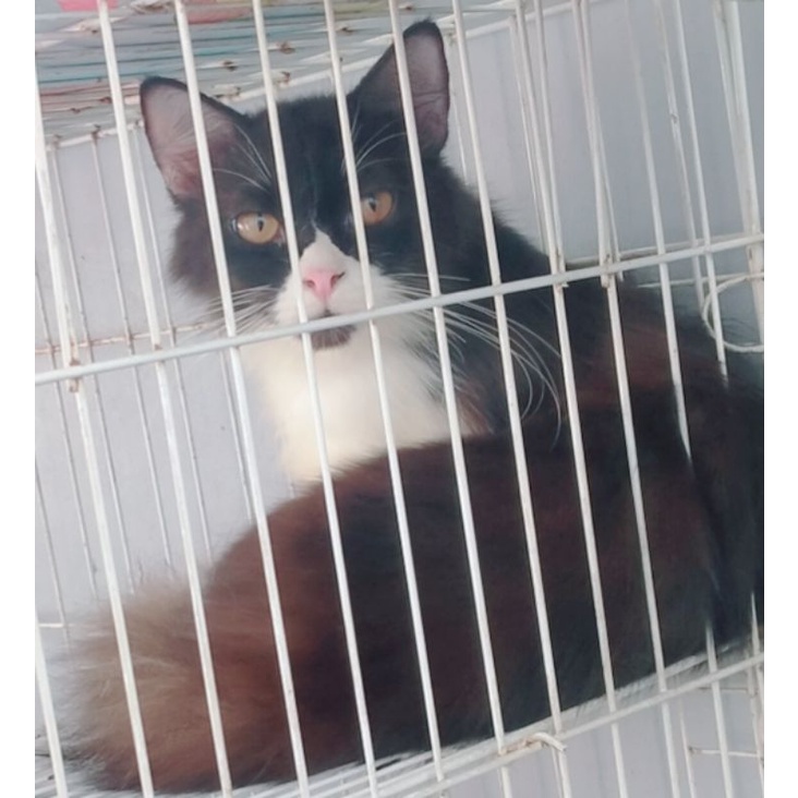 Jual KUCING PERSIA ANGORA BEKASI|ADOPSI KUCING JANTAN BULU LONGHAIR