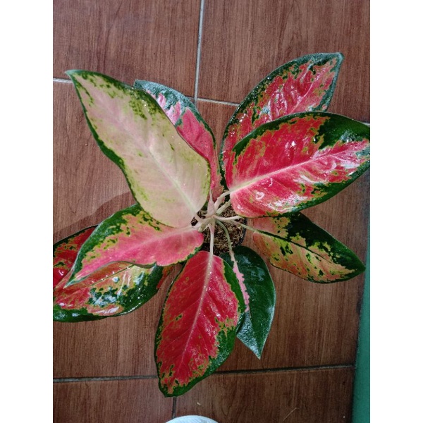 Red Kochin Indukan rimbun