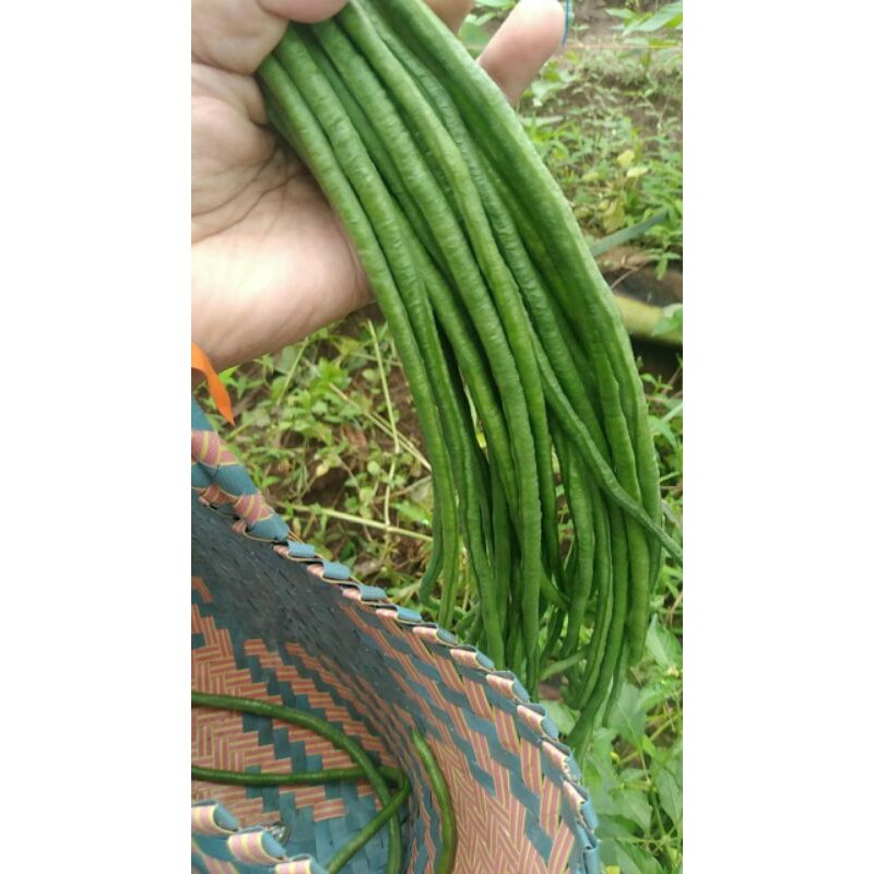 

Malika - Kacang Panjang fresh dari kebun 500 gram