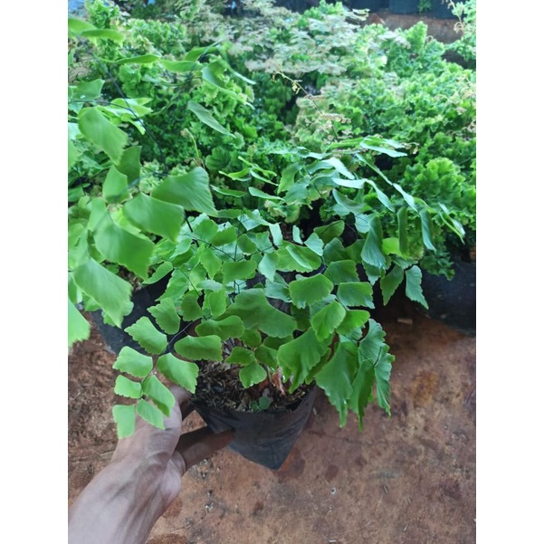 Tanaman hias hidup suplir dolar suplir daun besar