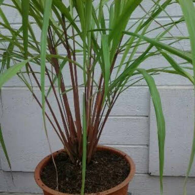 Bibit tanaman sereh merah - Sereh merah / Sereh wangi