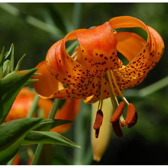 Benih LEOPARD LILY - Biji Bunga