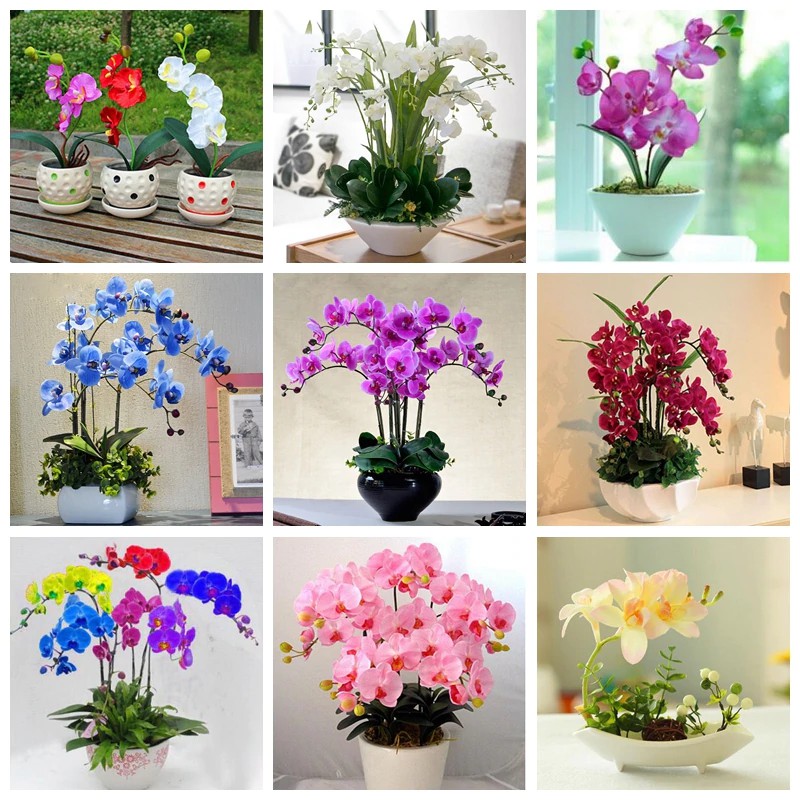BEST QUALITY [IMPORT] 120 Pcs Hitam Langka Tanaman Anggrek Tinggi Simulasi Bunga Phalaenopsis