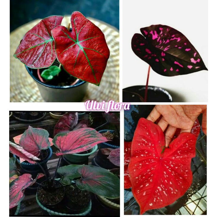 4 paket tanaman hias umbi caladium thailand keladi hias